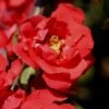 Iwai Nishiki Red Flowering Quince - 1 Gallon Pot -Plantify Shop Quince Iwai Nishiki 1