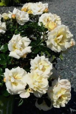 Popcorn Drift Groundcover Rose - 3 Gallon Pot -Plantify Shop Rose Drift Popcorn 10 1