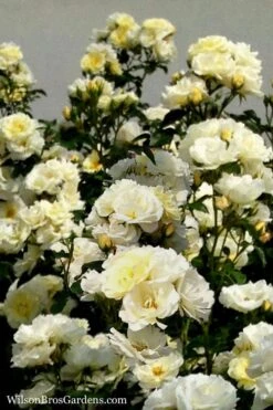 Popcorn Drift Groundcover Rose - 3 Gallon Pot -Plantify Shop Rose Drift Popcorn 16 1