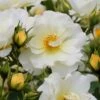 Popcorn Drift Groundcover Rose - 3 Gallon Pot -Plantify Shop Rose Drift Popcorn 19 1