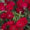 Red Drift Groundcover Rose - 1 Gallon Pot -Plantify Shop Rose Drift Red 10