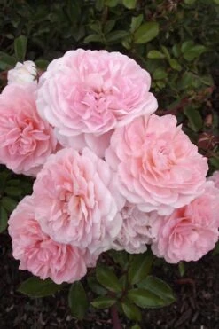 Sweet Drift Groundcover Rose - 2 Gallon Pot -Plantify Shop Rose Drift Sweet 20 1