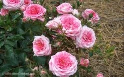 Sweet Drift Groundcover Rose - 2 Gallon Pot -Plantify Shop Rose Drift Sweet 21 1