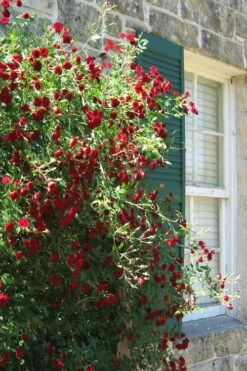 Red Cascade Miniature Climbing Rose - 2.5 Quart Pot -Plantify Shop Rose Red Cascade 10
