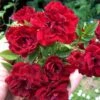 Red Cascade Miniature Climbing Rose - 2.5 Quart Pot -Plantify Shop Rose Red Cascade Closeup 2