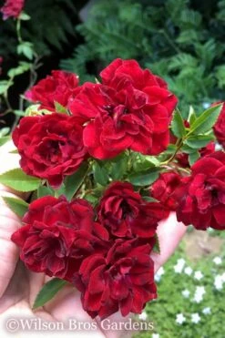 Red Cascade Miniature Climbing Rose - 2.5 Quart Pot