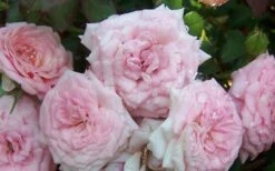 Sweet Drift Groundcover Rose - 3 Gallon Pot -Plantify Shop Rose Sweet Drift