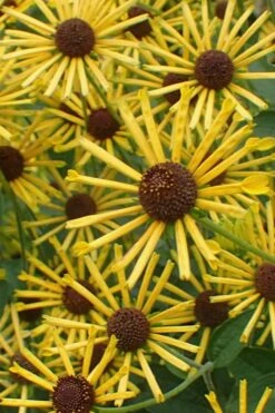 Henry Eilers Sweet Coneflower (Rudbeckia Daisy) - 1 Gallon Pot -Plantify Shop Rudbeckia Henry Eilers 1