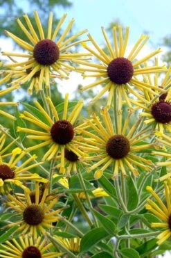 Henry Eilers Sweet Coneflower (Rudbeckia Daisy) - 1 Gallon Pot -Plantify Shop Rudbeckia Henry Eilers 5