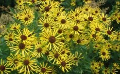Henry Eilers Sweet Coneflower (Rudbeckia Daisy) - 1 Gallon Pot -Plantify Shop Rudbeckia Henry Eilers 7