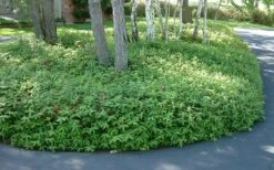 Creeping St Johns Wort - Hypericum Calycinum - 18 Pack Of Pint Pots -Plantify Shop St Johns Wort 1