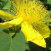 Creeping St Johns Wort - Hypericum Calycinum - 18 Pack Of Pint Pots -Plantify Shop St Johns Wort Creeping