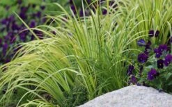 Golden Variegated Sweet Flag - Acorus Gramineus 'Oborozuki' - 18 Count Flats Of Pint Pots -Plantify Shop Sweet Flag Variegated 2