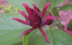 Sweetshrub - Calycanthus Floridus - 3 Gallon Pot -Plantify Shop Sweet Shrub