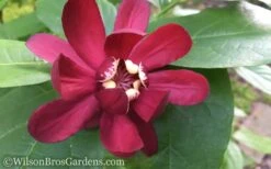 Aphrodite Sweetshrub (Carolina Allspice) - Calycanthus - 1 Gallon Pot -Plantify Shop Sweet Shrub Aphrodite 50