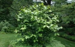 Aphrodite Sweetshrub (Carolina Allspice) - Calycanthus - 1 Gallon Pot -Plantify Shop Sweet Shrub Aphrodite Shrub