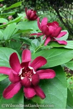 Aphrodite Sweetshrub (Carolina Allspice) - Calycanthus - 1 Gallon Pot -Plantify Shop Sweetshrub Aphrodite 1 500x750 1