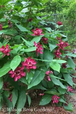 Aphrodite Sweetshrub (Carolina Allspice) - Calycanthus - 1 Gallon Pot -Plantify Shop Sweetshrub Aphrodite 20