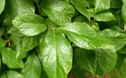 Sweetshrub - Calycanthus Floridus - 3 Gallon Pot -Plantify Shop Sweetshrub Leaves