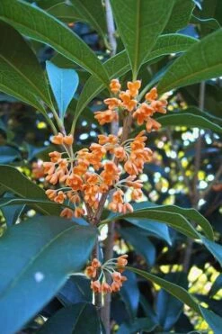 Front Page 52 Apricot Echo Tea Olive - Osmanthus Fragrans Aurantiacus - 1 Gallon Pot
