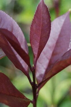 Apricot Echo Tea Olive - Osmanthus Fragrans Aurantiacus - 3 Gallon Pot -Plantify Shop Tea Olive Apricot Echo 4