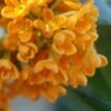 Fragrant Orange Tea Olive - Osmanthus Fragrans Aurantiacus - 1 Gallon Pot -Plantify Shop Tea Olive Fragrant Orange 500x750 1