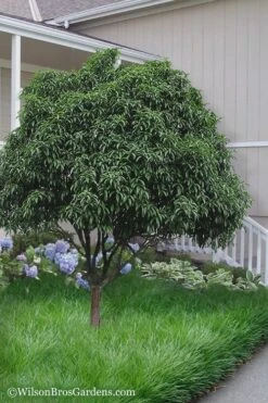 Fudingzhu Fragrant White Tea Olive (Osmanthus Fragrans) - 3 Gallon Pot 10 Fudingzhu Fragrant White Tea Olive (Osmanthus Fragrans) - 3 Gallon Pot -Plantify Shop Tea Olive Fudingzhu 6