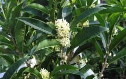Fudingzhu Fragrant White Tea Olive (Osmanthus Fragrans) - 3 Gallon Pot 11 Fudingzhu Fragrant White Tea Olive (Osmanthus Fragrans) - 3 Gallon Pot -Plantify Shop Tea Olive Fudingzhu 7
