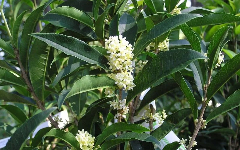 Fudingzhu Fragrant White Tea Olive (Osmanthus Fragrans) - 3 Gallon Pot 7 Fudingzhu Fragrant White Tea Olive (Osmanthus Fragrans) - 3 Gallon Pot - Image 5