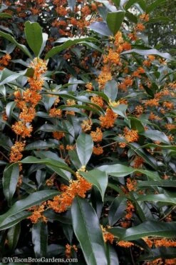 Fragrant Orange Tea Olive - Osmanthus Fragrans Aurantiacus - 1 Gallon Pot -Plantify Shop Tea Olive Orange 102
