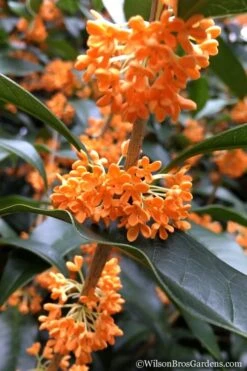 Fragrant Orange Tea Olive - Osmanthus Fragrans Aurantiacus - 1 Gallon Pot -Plantify Shop Tea Olive Orange 104