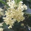 Fragrant White Tea Olive - 3 Gallon Pot -Plantify Shop Tea Olive White Flowers Osmanthus Fragrans 500x750 1