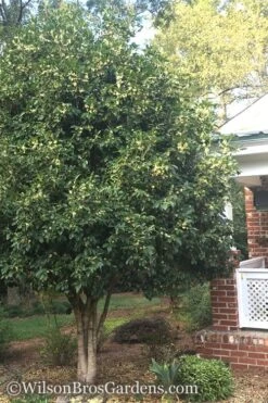 Fragrant White Tea Olive - 3 Gallon Pot -Plantify Shop Teav Olive White Osmanthus Fragrans 500x750 1