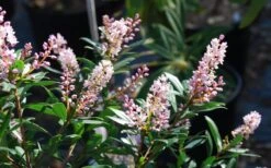 Chipolo Pink Titi Tree - Cliftonia Monophylla - 3 Gallon Pot -Plantify Shop Titi Tree Chipolo Pink 2