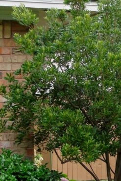 Chipolo Pink Titi Tree - Cliftonia Monophylla - 3 Gallon Pot -Plantify Shop Titi Tree Chipolo Pink 5