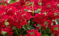 EnduraScape Red Verbena - 5 Pack Of Quart Pots -Plantify Shop Verbena EnduraScape Red