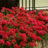 EnduraScape Red Verbena - 5 Pack Of Quart Pots -Plantify Shop Verbena EnduraScape Red 6