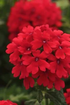 EnduraScape Red Verbena - 5 Pack Of Quart Pots -Plantify Shop Verbena EnduraScape Red 7