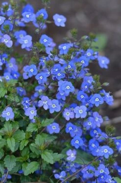 Georgia Blue Veronica Umbrosa - 6 Pack Of 1 Gallon Pots -Plantify Shop Veronica Georgia Blue 500x750 1