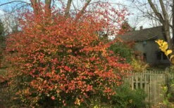 Fragrant Mohawk Viburnum Burkwoodi - 1 Gallon Pot -Plantify Shop Viburnum Mohawk 10