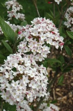 Fragrant Mohawk Viburnum Burkwoodi - 1 Gallon Pot -Plantify Shop Viburnum Mohawk 4
