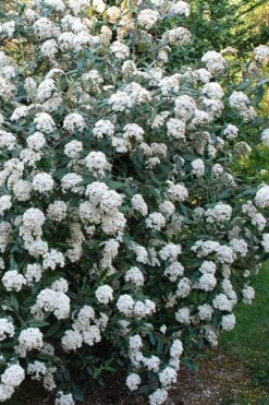 Fragrant Mohawk Viburnum Burkwoodi - 1 Gallon Pot -Plantify Shop Viburnum Mohawk 5