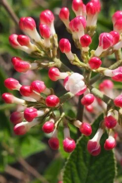 Fragrant Mohawk Viburnum Burkwoodi - 1 Gallon Pot -Plantify Shop Viburnum Mohawk 6