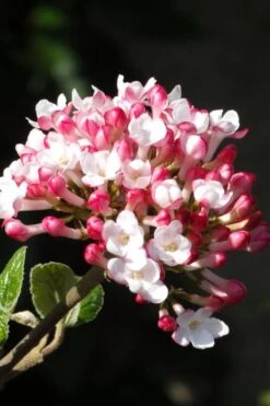 Fragrant Mohawk Viburnum Burkwoodi - 1 Gallon Pot