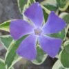 Variegated Bigleaf Periwinkle - Vinca Major 'Variegata' - 10 Pack Of Pint Pots -Plantify Shop Vinca Major Variegata Rev 500x750 1