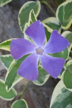 Variegated Bigleaf Periwinkle - Vinca Major 'Variegata' - 10 Pack Of Pint Pots