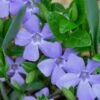 Evergreen Periwinkle - Vinca Minor - 6 Pack Of Pint Pots -Plantify Shop Vinca Minor 10