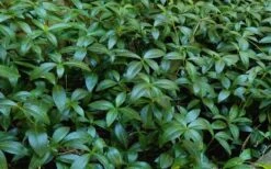 Evergreen Periwinkle - Vinca Minor - 6 Pack Of Pint Pots -Plantify Shop Vinca Minor 11