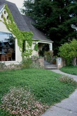 Evergreen Periwinkle (Vinca Minor) - 10 Count Flat Of Pint Pots -Plantify Shop Vinca Minor 14 1