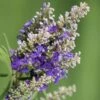 Blue Puffball Chaste Tree (Dwarf) - Vitex - 3 Gallon Pot -Plantify Shop Vitex Blue Puffball 1